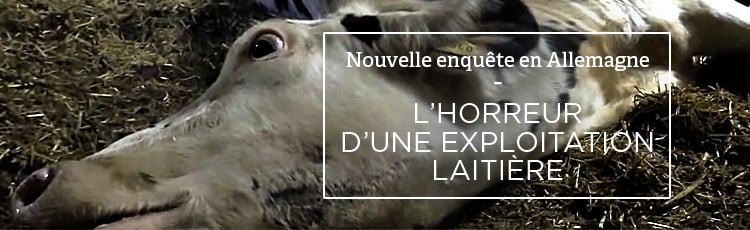 Bannière Terreur dans une exploitation de vaches laitières en Bavière