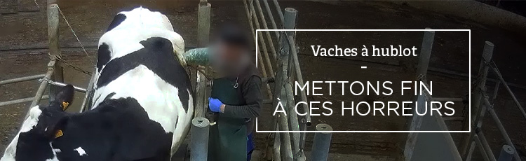 Bannière Des hublots sur des vaches : comment stopper ce cauchemar ?