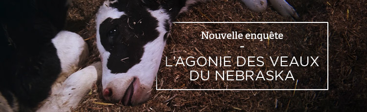 Bannière L'agonie des veaux du Nebraska