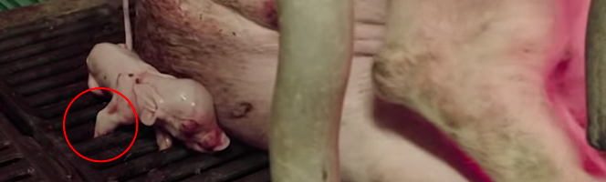 Un porcelet patte coincée dans un élevage Préférence Herta