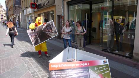 Action pour les poules pondeuses à Metz