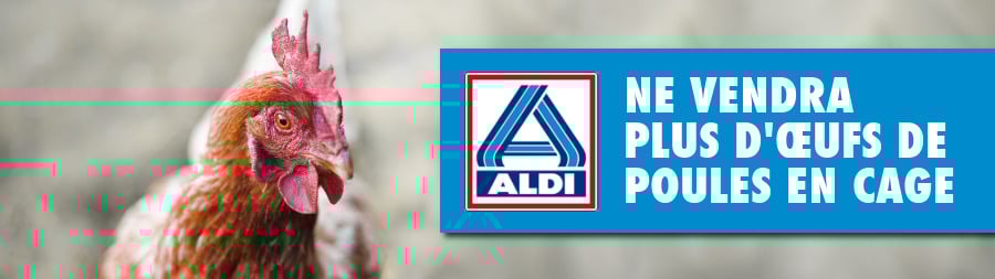 Bannière Aldi ne vendra plus d'œufs de poules en cage