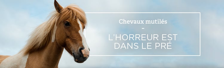 Bannière Chevaux mutilés : l’horreur est dans le pré