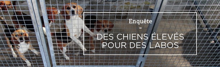 Bannière En France, des chiens élevés pour des laboratoires d’expérimentation animale