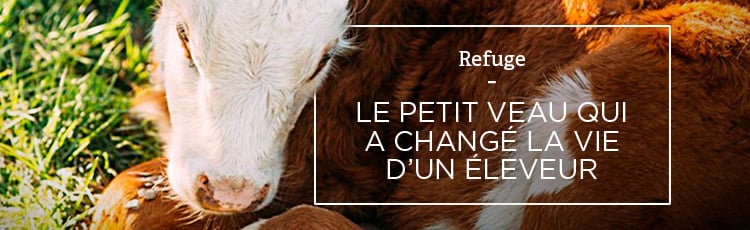 Bannière Le petit veau qui a changé la vie d’un éleveur