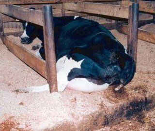 Une vache affalée sur le sol, sa queue est visiblement abîmée, elle n'a absolument pas assez de place pour être à  l'aise. Ses pis sont gonflés à  bloc et semblent la gêner.