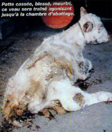 Patte cassée, blessé, meurtri, ce veau sera trainé agonisant jusqu'à  la chambre d'abattage. Cette image est insoutenable.